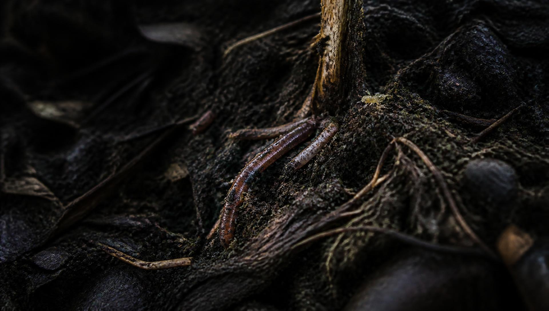 Dark close-up of living soil showing earthworms, roots and decomposing organic matter